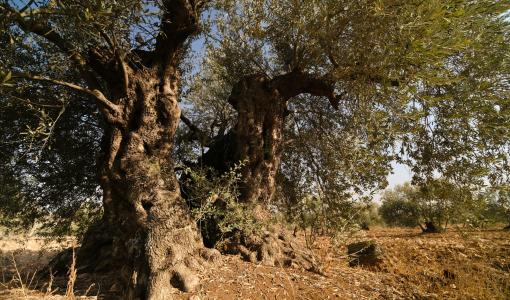 زيتون معمر في قرية سحم | حبر