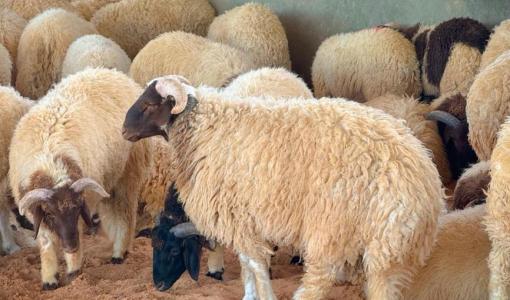 مجموعة من الخراف داخل حظيرة
