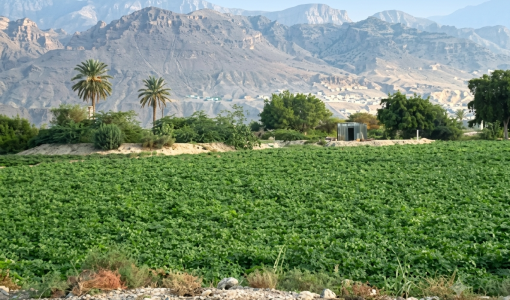 الأغوار الجنوبية