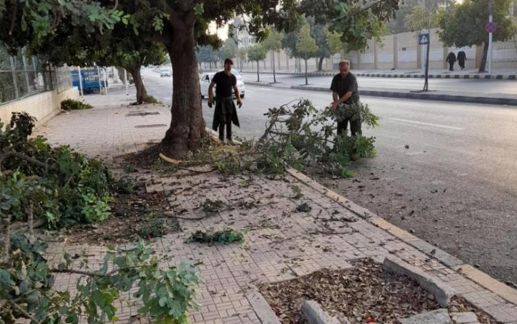 عاملان من أمانة عمان يقلمان أشجار مزروعة على أحد أرصفة شوارع العاصمة | أرشيفية