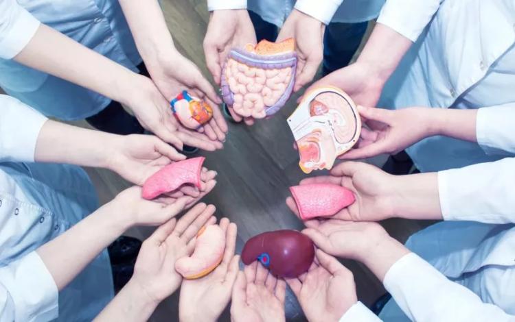 صورة تعبيرية لأطباء يمسكون مجسمات أعضاء