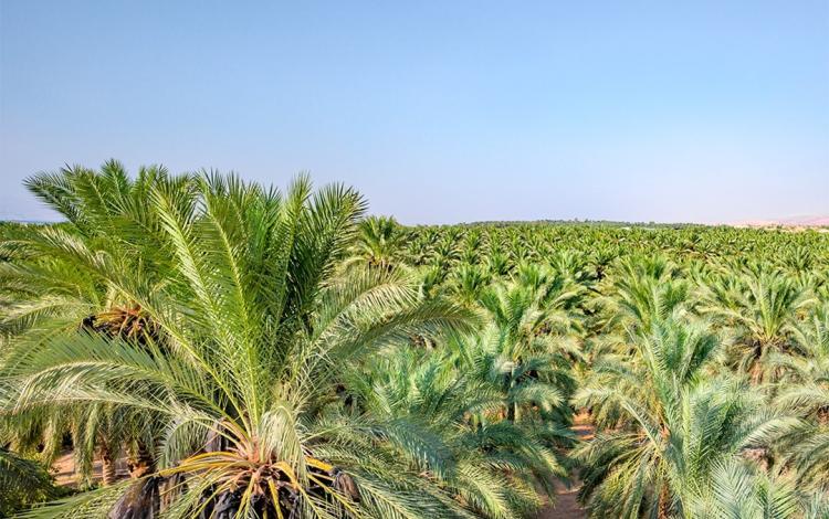 إحدى مزارع التمور في الأردن | مواقع التواصل