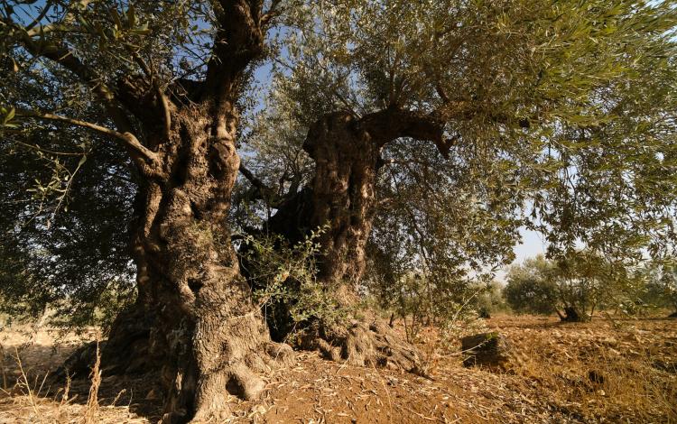 زيتون معمر في قرية سحم | حبر