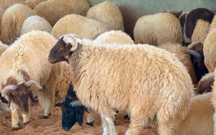 مجموعة من الخراف داخل حظيرة