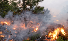حرائق مشتعلة في غابات بمحافظة عجلون شمالي البلاد | أرشيفية